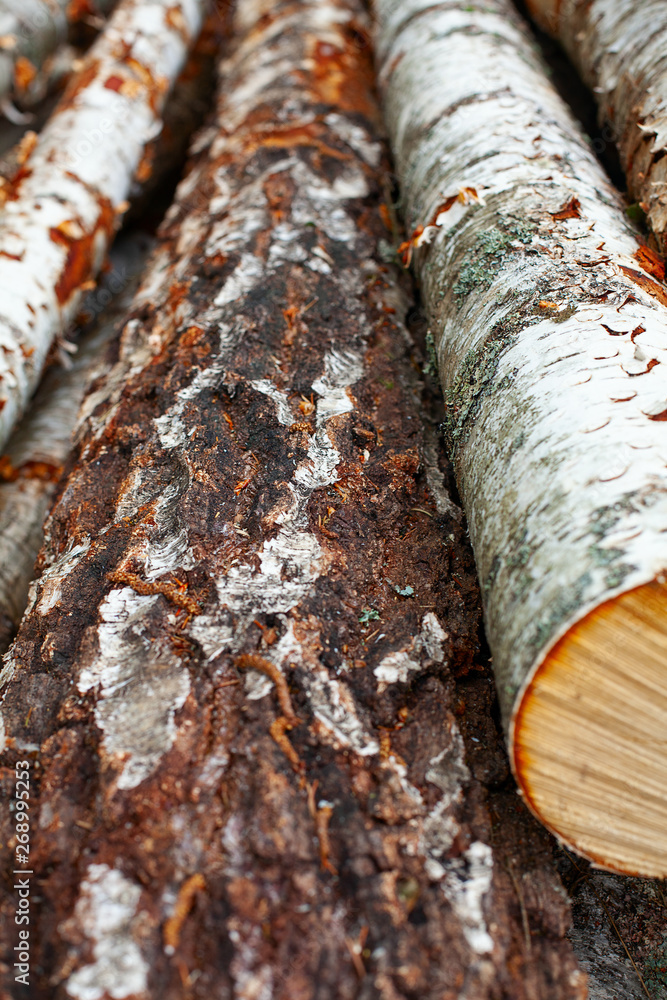 Freshly chopped tree logs stacked Freshly chopped tree logs stacked