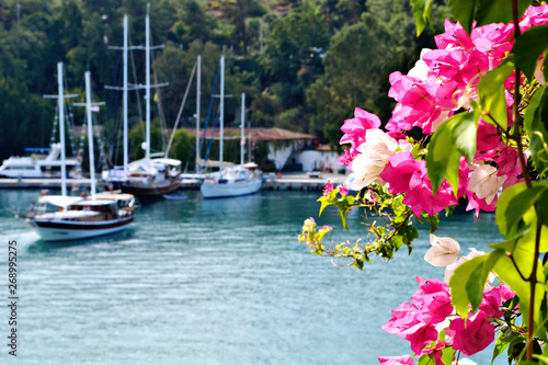 Fototapet Beautiful bougainvillaea in pink and white colors with boats on the backgrtound