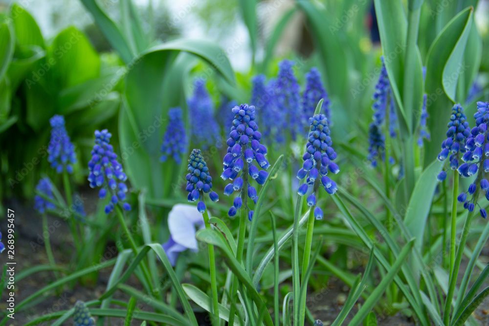 blue flowers blue flowers
