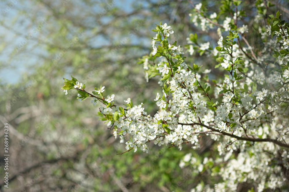Branch of flowering apple-tree on a background a green garden. Branch of flowering apple-tree on a background a green garden.