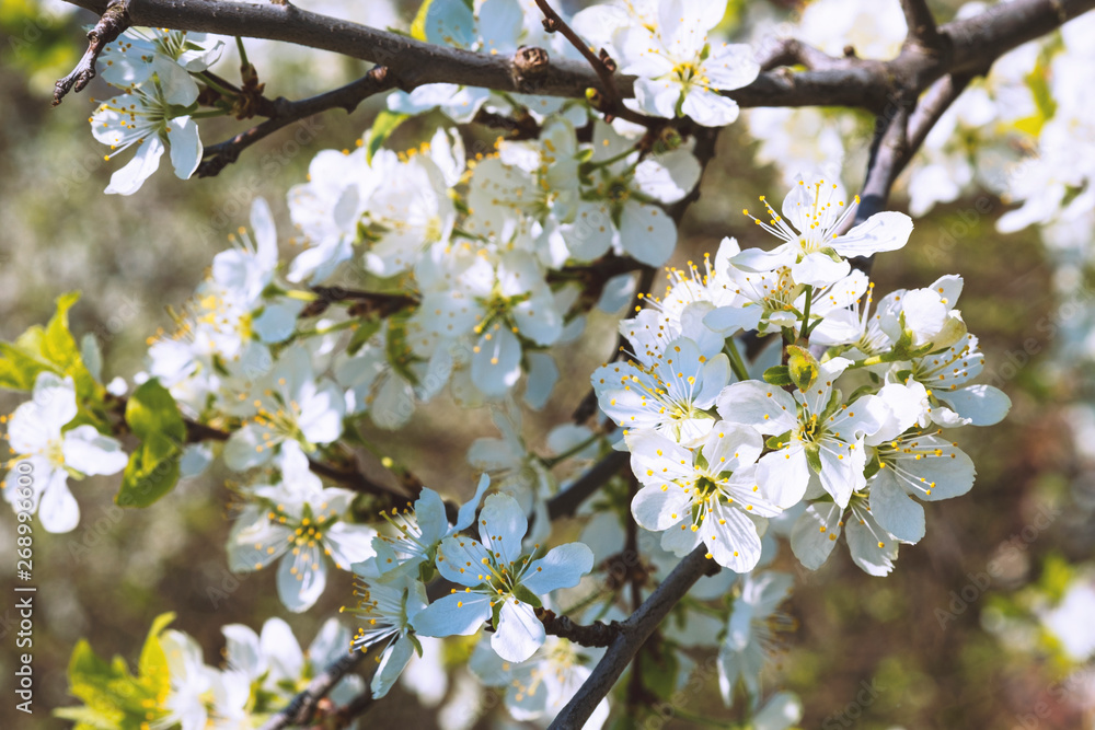 Apple blossom in spring with soft focus, background Apple blossom in spring with soft focus, background