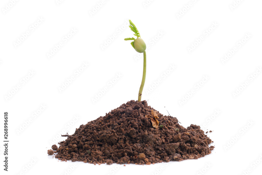 Green sprout growing out from soil isolated on white background Green sprout growing out from soil isolated on white background