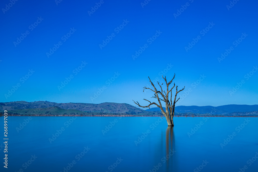 Series of dead trees in a quiet lake with a blue background Series of dead trees in a quiet lake with a blue background