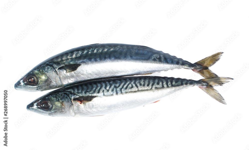 Fresh saba fish isolated on white background Fresh saba fish isolated on white background