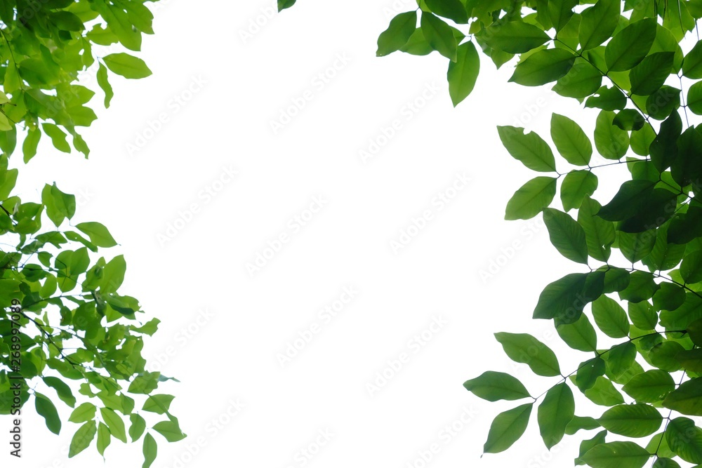 Tropical tree leaves with branches on white isolated for green foliage backdrop 
