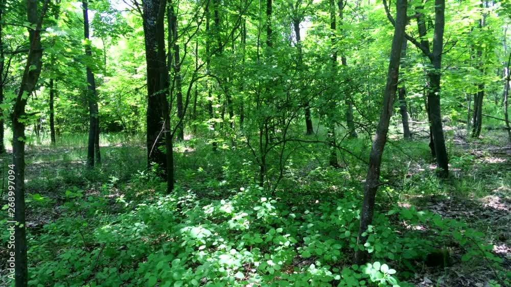 Journey through a thicket of forest Journey through a thicket of forest