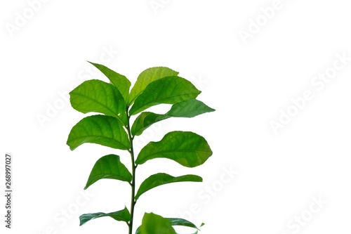 Young tropical plant leaves with twigs on white isolated background for green foliage backdrop 