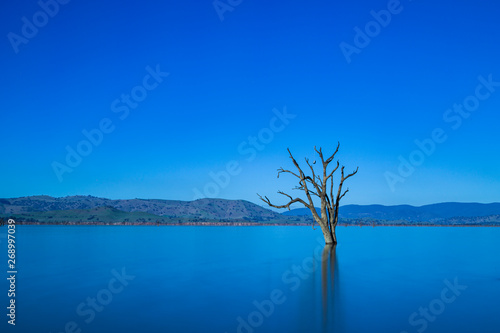 Series of dead trees in a quiet lake with a blue background © hutch
