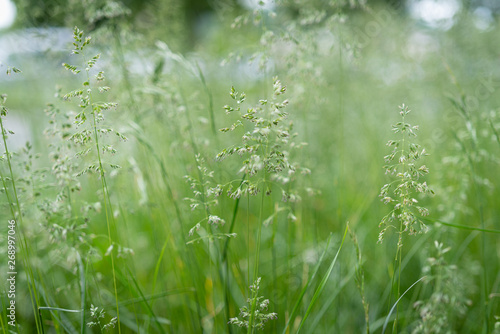 Gras Wiese