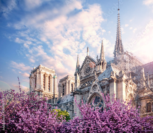 Fotografiet Notre Dame de Paris in spring with cherry blossom Paris, France