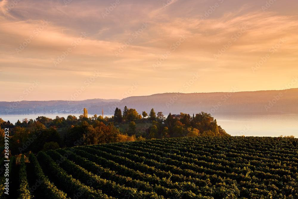 View over a vineyard slope to Lake Constance