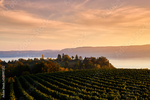 Fotografie View over a vineyard slope to Lake Constance