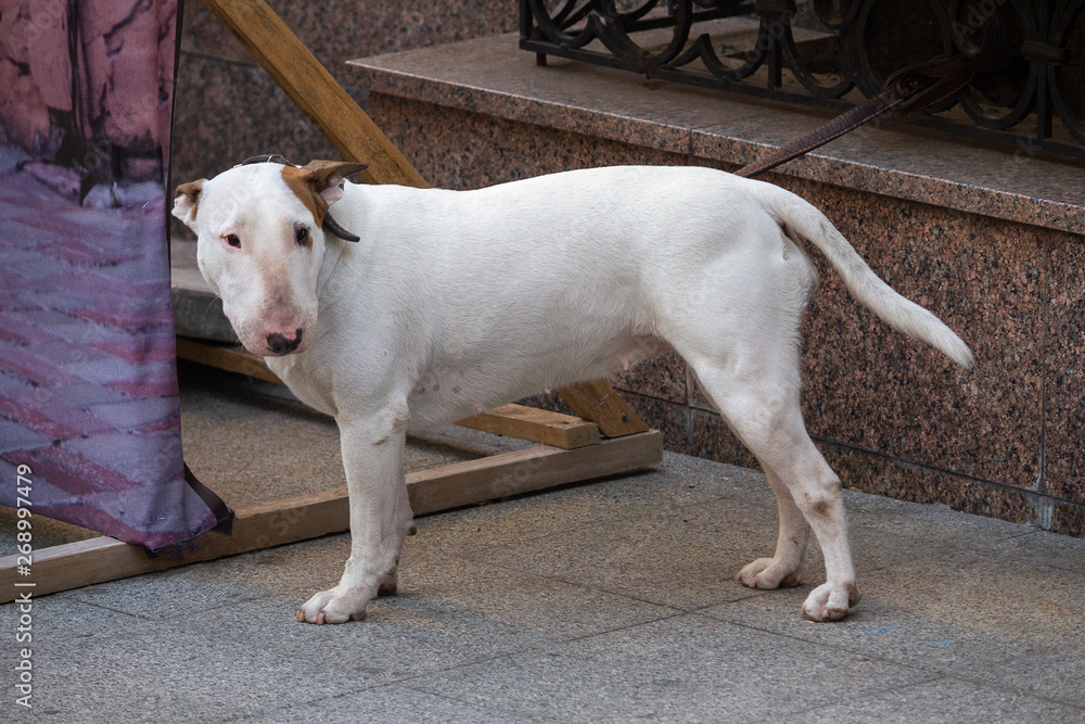 White bull terrier on a leash waiting for the owner. Dogs