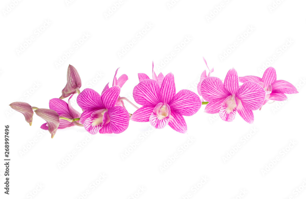 Obraz premium pink orchid flowers isolated on white background