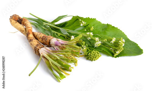 Photos Horseradish, Armoracia rusticana, Cochlearia armoracia