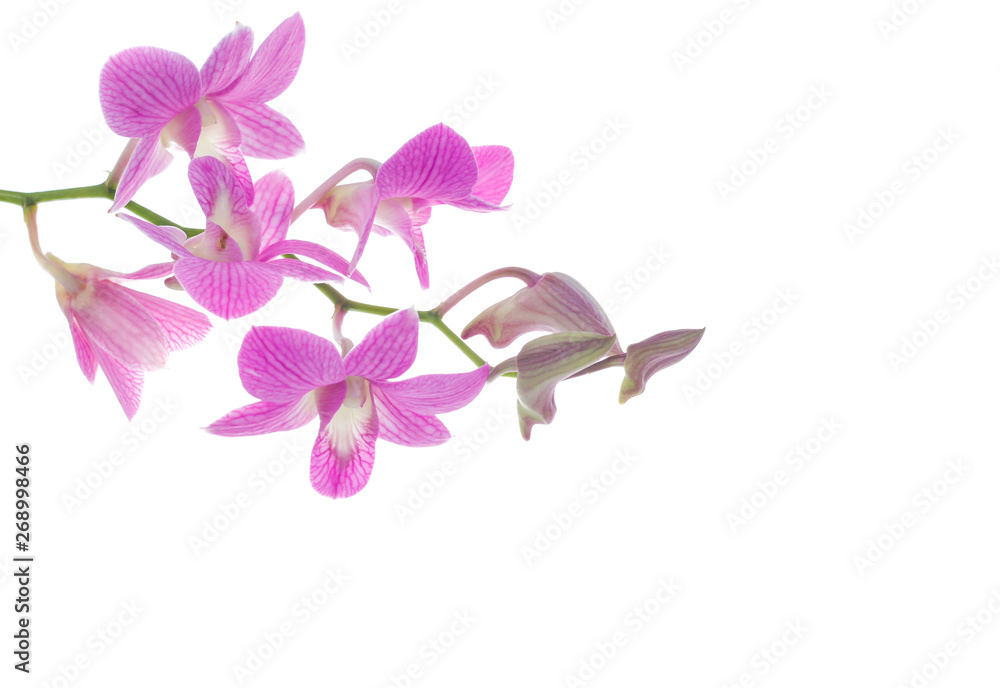 Fototapeta premium pink orchid flowers isolated on white background