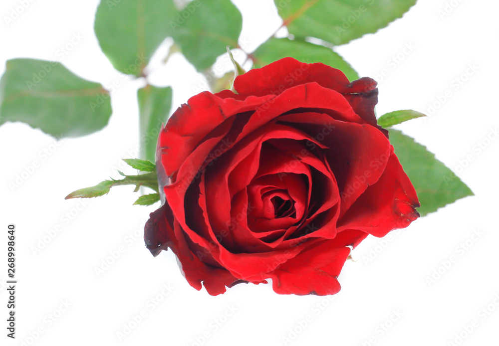 Fototapeta premium Beautiful rose isolated on white