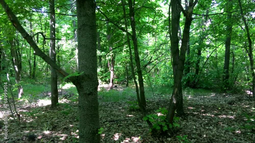 Journey through a thicket of forest Journey through a thicket of forest
