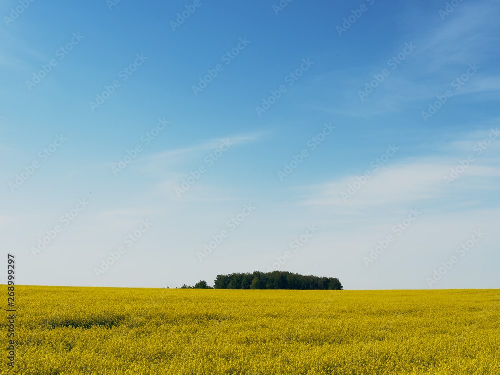 rapeseed yellow field against a blue sky