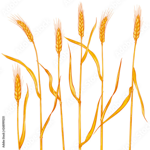 Ears of wheat. Cereals harvest, agriculture, organic farming, healthy food symbol.