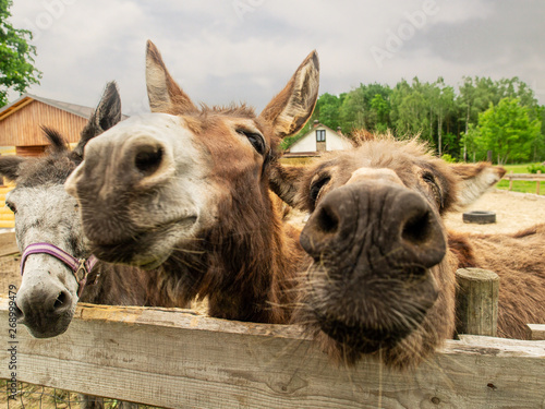 Funny donkey, heads on a wooden fence.forest in the background. Selective focus.