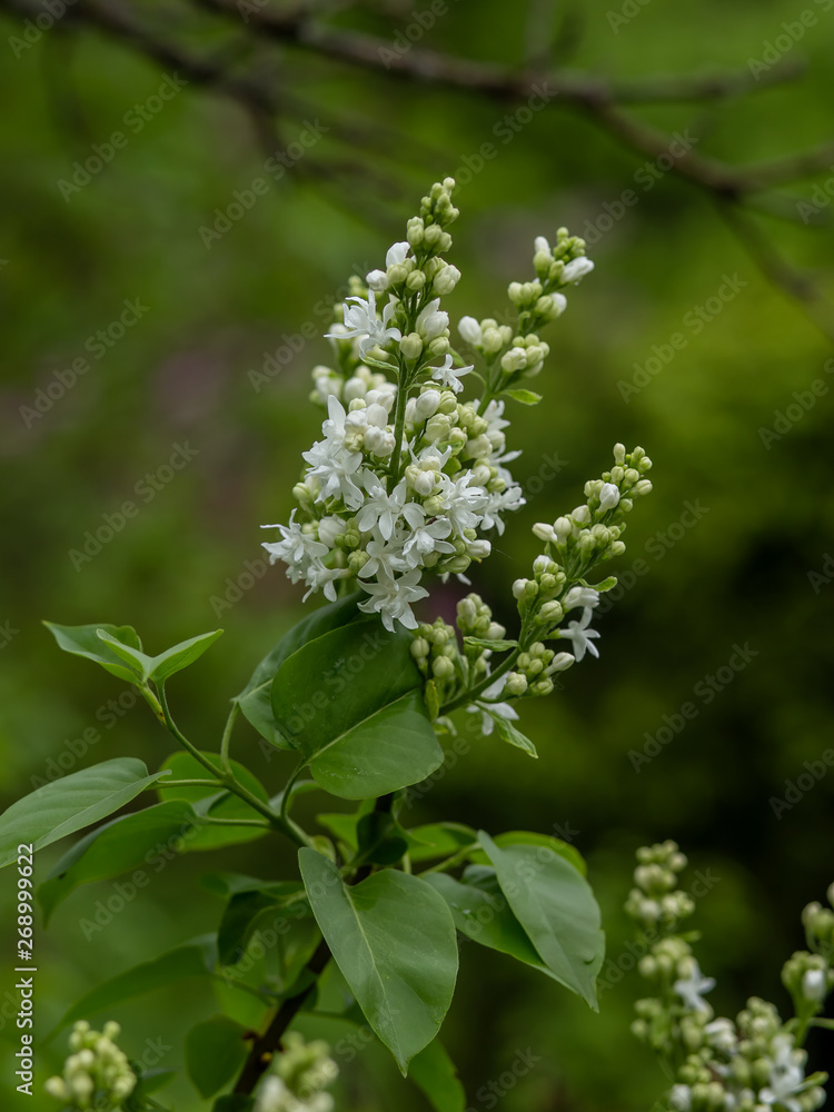 sprigs of white lilac with a blurred background after the rain sprigs of white lilac with a blurred background after the rain