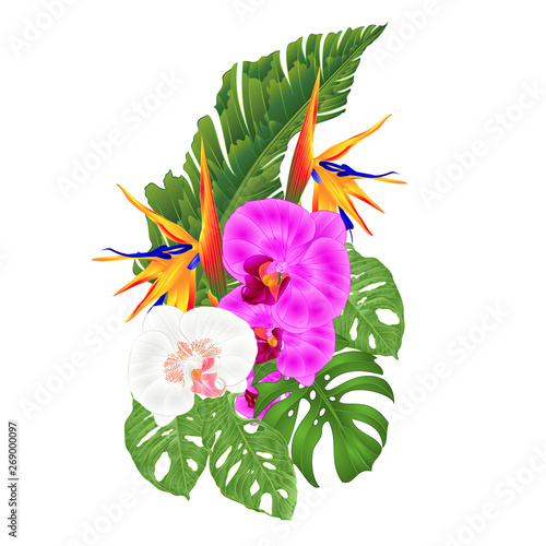 Bouquet with tropical flowers   Strelitzia reginae white and purple  orchid Phalaenopsis palm monstera leaf banana  vintage vector illustration edizable hand draw photo