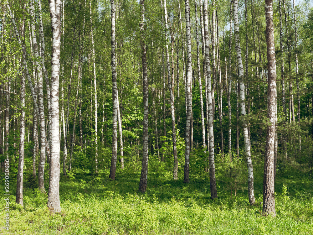 Fototapeta premium Birch Grove. białe pnie drzew na zielonym tle