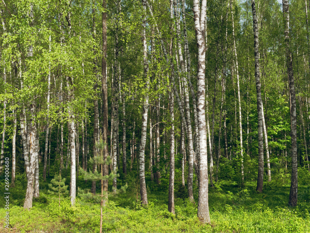 Birch Grove. white tree trunks on a green background Birch Grove. white tree trunks on a green background