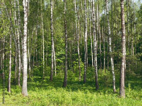 Fototapeta Naklejka Na Ścianę i Meble -  Birch Grove. white tree trunks on a green background