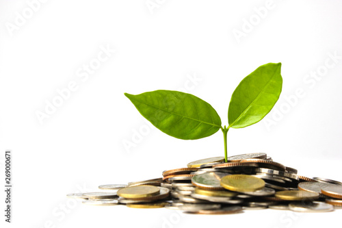 Pile of coins and small tree growing from saving. Investment concept.