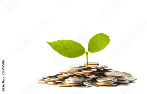 Принти на полотні Plant is growing on pile of coins isolated on white