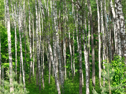 Birch Grove. white tree trunks on a green background