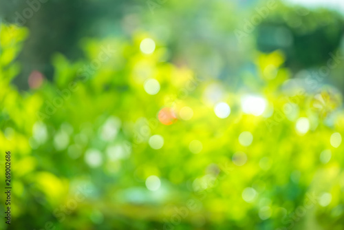 natural abstract spring green bokeh background, blur effect for windows