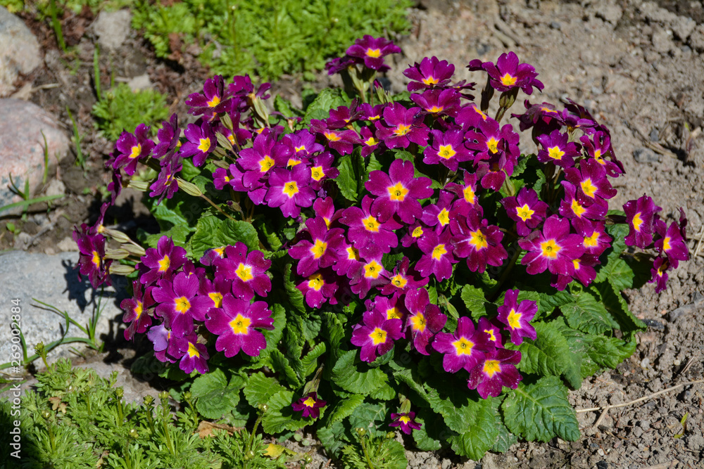 Primrose flowers stand out brightly on gray ground