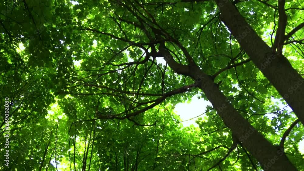 Journey through a thicket of forest Journey through a thicket of forest