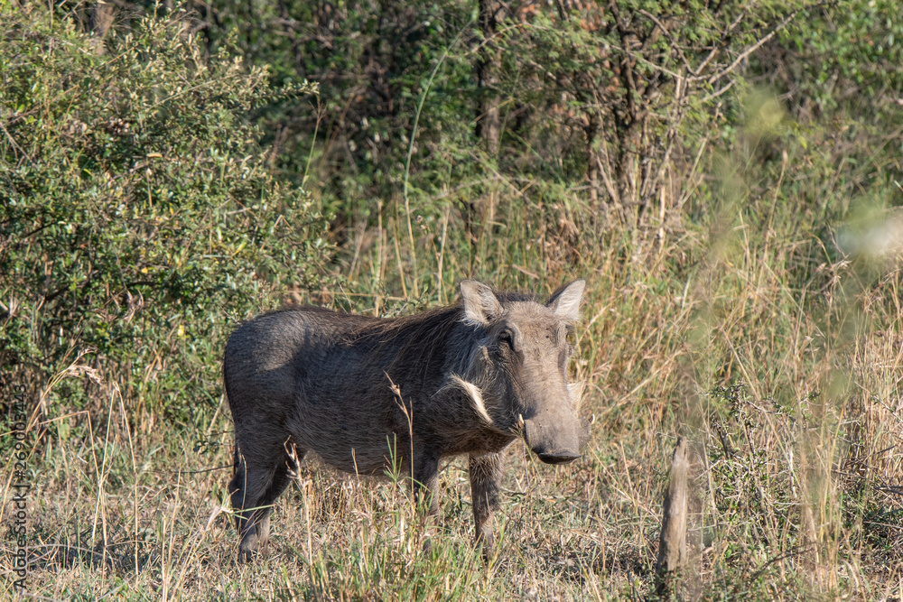 A warthog browsing in grass and thorn thicket. A warthog browsing in grass and thorn thicket.