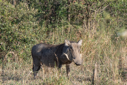 A warthog browsing in grass and thorn thicket.