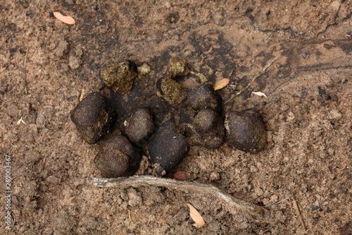 Wombat Kot in Australien photo