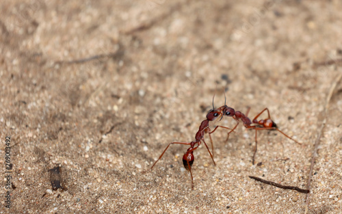 K  mpfende Ameisen in Australien