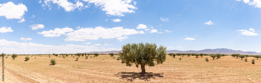 Champ d'oliviers en Tunisie