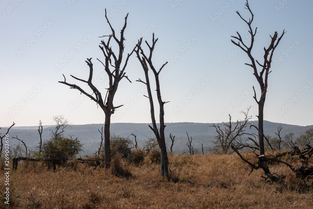 The skeletons of dead trees against a blue sky. The skeletons of dead trees against a blue sky.