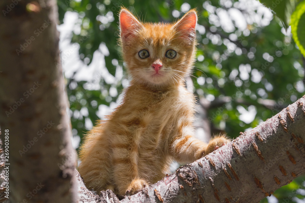 Ginger kitten sitting on a tree branch on a sunny summer day. the kitten looks into the camera. in full growth. looking down. Animal Themes Ginger kitten sitting on a tree branch on a sunny summer day. the kitten looks into the camera. in full growth. looking down. Animal Themes