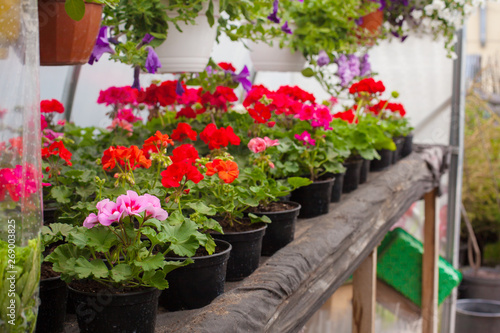 Sale of multi-colored petunias that are grown in the greenhouse. Selective focus.