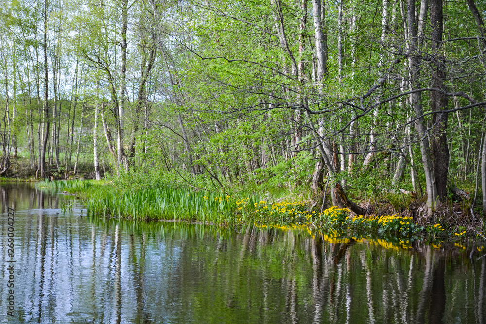 Trees on the shore are reflected in the water