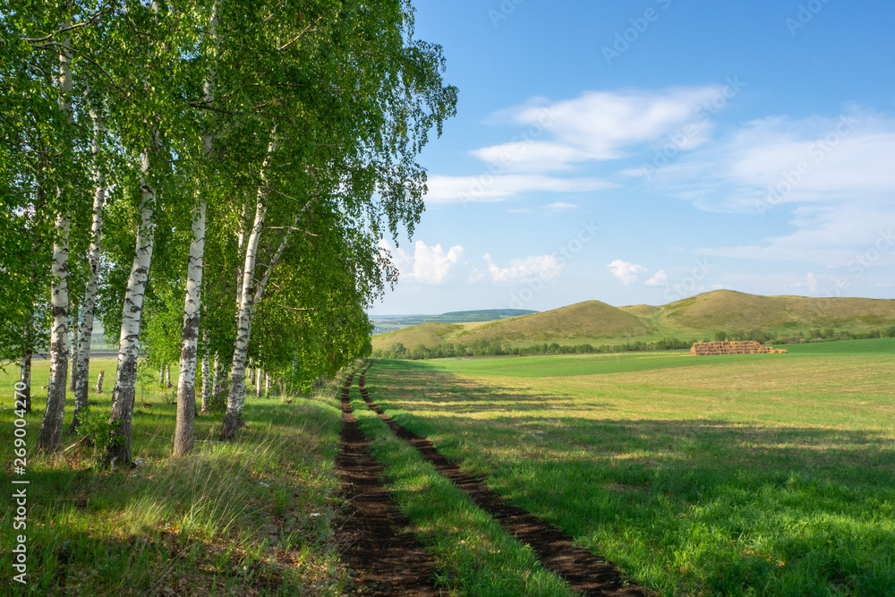 Beautiful rural landscape. Hills, birch grove and dirt road along the field.