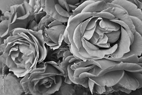 Close up on Dolce Vita rose inflorescence - greyscale