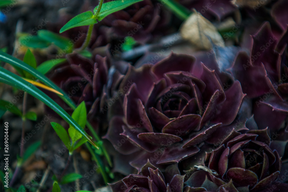 Succulents of claret color grow in a garden the different size. Stone rose. Cactus. House plants. Nature. Background or texture. Succulents of claret color grow in a garden the different size. Stone rose. Cactus. House plants. Nature. Background or texture.