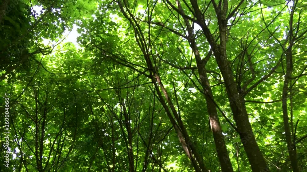 Journey through a thicket of forest Journey through a thicket of forest
