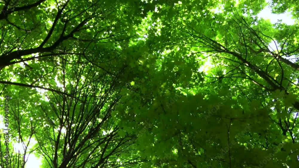Journey through a thicket of forest Journey through a thicket of forest